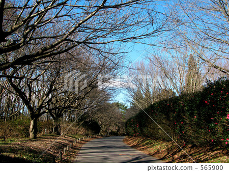 冬季長廊 冬季長廊 565900