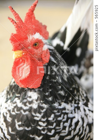 Chickens (Goshishibo) 565925