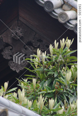 Towaji's loquat 565991