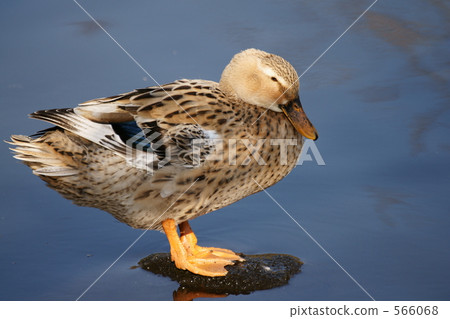 Duck 566068