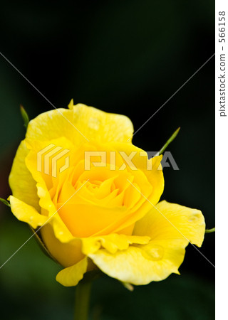 Close-up of yellow rose (black background) 566158