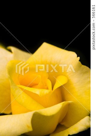 Close-up of yellow rose (black background) 566161
