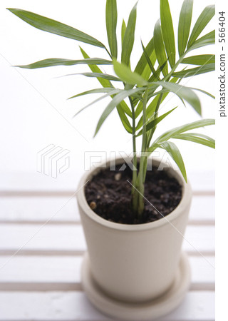 parlor palm, eco, ecology 566404