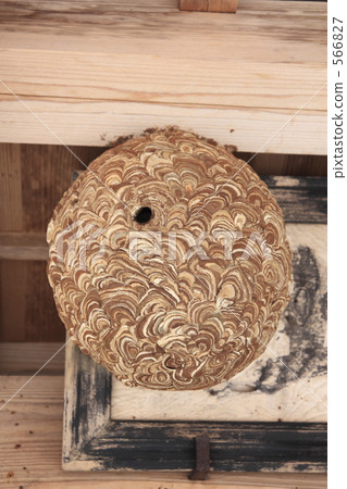 大黃蜂的黃蜂 566827