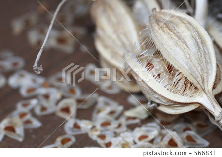 Seed of Uba Lily 566831