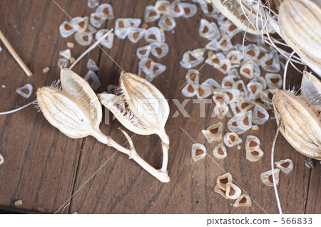 Uba Lily的種子 566833