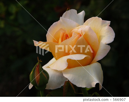 Rose flowers "Madame Charles Sauvage" Rose flowers "Madame Charles Sauvage" 566907