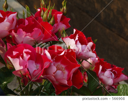 Red Roses Variety Name "Dodger" Red Roses Variety Name "Dodger" 566908