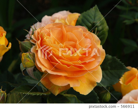 Orange rose "Sonnexkint" (Germany) Orange rose "Sonnexkint" (Germany) 566911