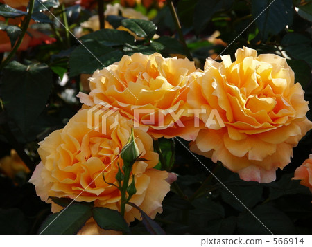 Rose yellow colored rose "Manyo" Rose yellow colored rose "Manyo" 566914