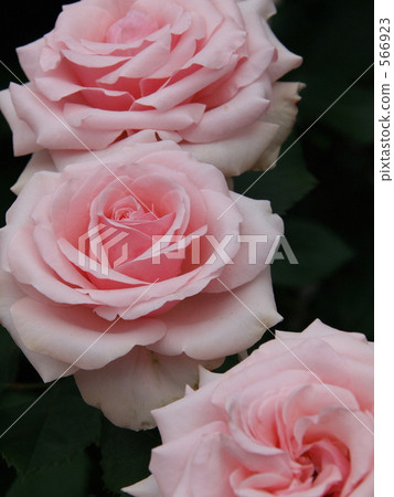 Pink rose "Audrey Hepburn" 566923