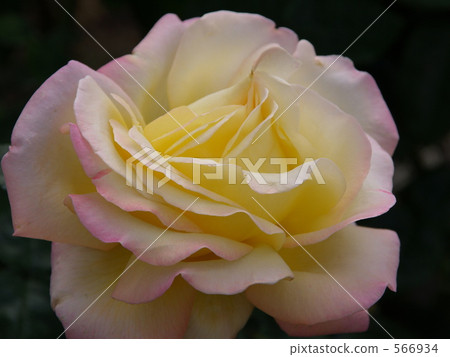 Rose of yellow and pink gradation "Peace" 566934