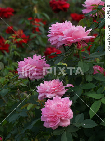 Pink rose "Mrs R. G · Sherman Crossford" Pink rose "Mrs R. G · Sherman Crossford" 566938