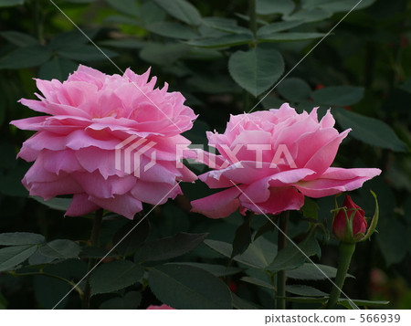 Pink rose "Mrs R. G · Sherman Crossford" Pink rose "Mrs R. G · Sherman Crossford" 566939
