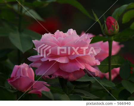 Pink rose "Mrs R. G · Sherman Crossford" Pink rose "Mrs R. G · Sherman Crossford" 566940
