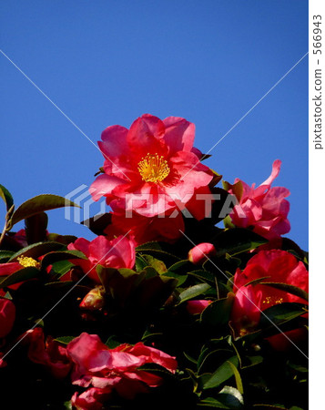It blooms at the top 566943