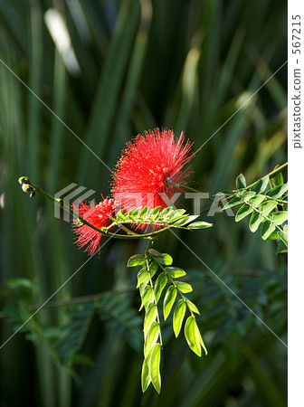 Ohbenigokan Ohbenigokan 567215