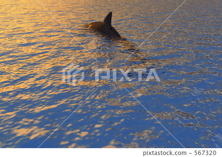 數碼海豚3 數碼海豚3 567320