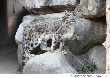 Snow leopard 567325