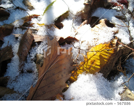 Fallen leaves on the snow through the morning light 567886