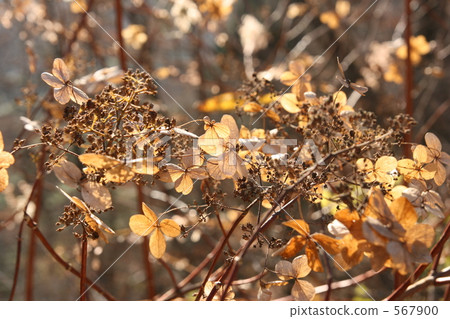 冬天的八仙花屬死了 567900