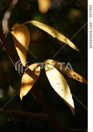 Black leaf leaves that can penetrate the morning sun Black leaf leaves that can penetrate the morning sun 567902
