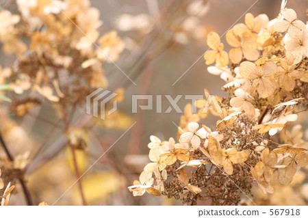 Hydrangea in winter dead 567918