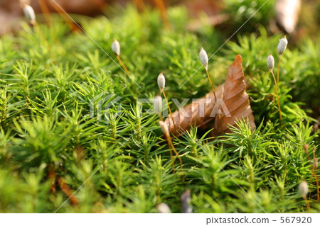 Sugibogoke and fallen leaves 567920