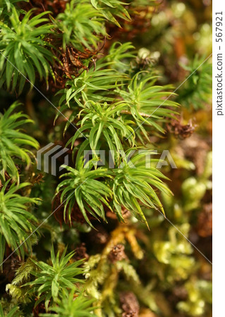 Cedars Cedars 567921