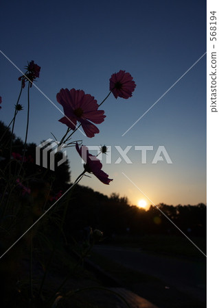 Blue Moment Cosmos Blue Moment Cosmos 568194