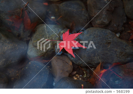 Maple on the surface of the water 568199