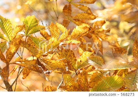 The yellow leaves of Mizunara 568273