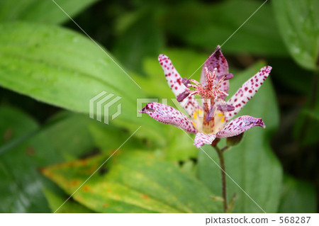 Hototogisu flower 568287