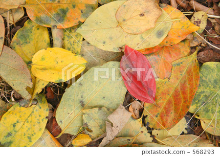 柿葉落葉 568293