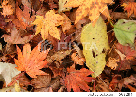 落葉的楓樹葉 568294