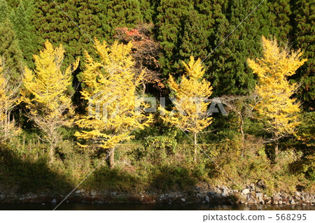 黃色葉子銀杏樹和Hinoki森林 黃色葉子銀杏樹和Hinoki森林 568295