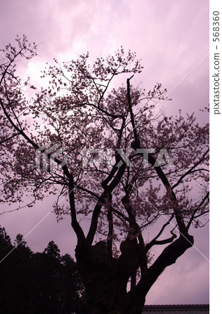 四百歲的Ed Higanzakura 568360