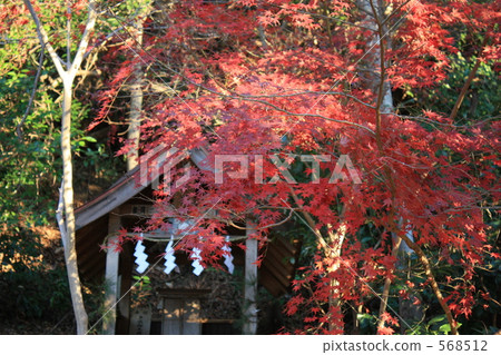 maple, yellow leafe, grounds 568512