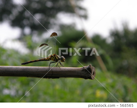 Dragonfly  568565