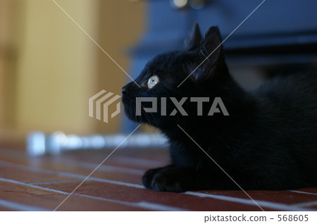 小貓 凝視 注視 568605