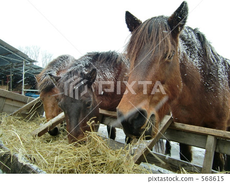 bait, feed, grass 568615
