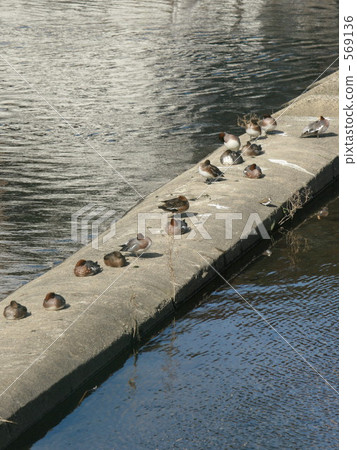 bird, birds, fowls 569136
