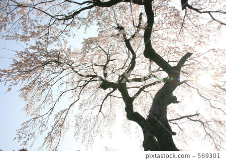 Jizo Zen大師的下垂的櫻花樹 569301