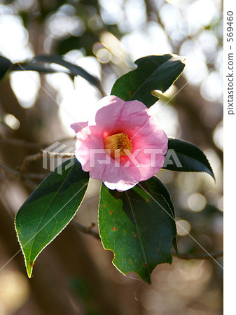 背面 背面 569460