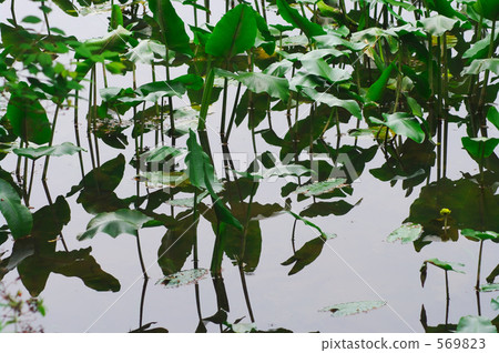 Kohone's pond 569823