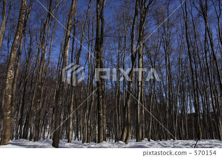 Beech forest · beauty forest 570154