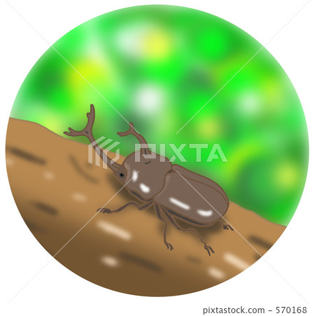 Beetle insect 570168
