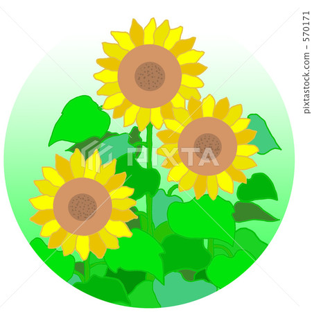 向日葵 570171
