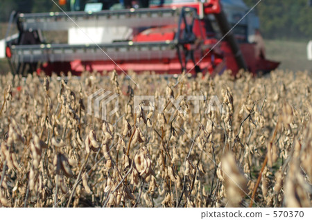 Soybean to be harvested Soybean to be harvested 570370
