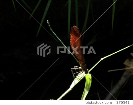 Miyama Kawatonbo (male) 570541